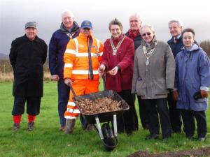 daffodil planting